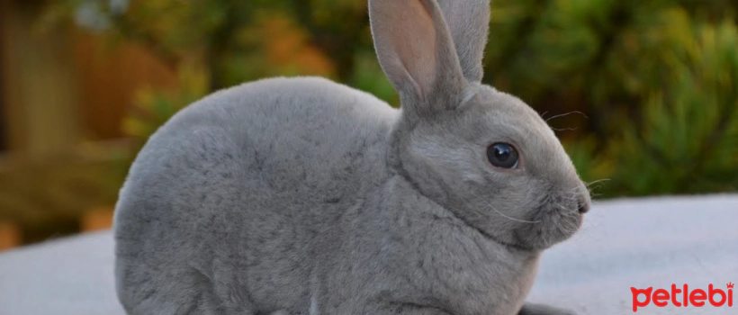 Rex Rabbit Characteristics and Care