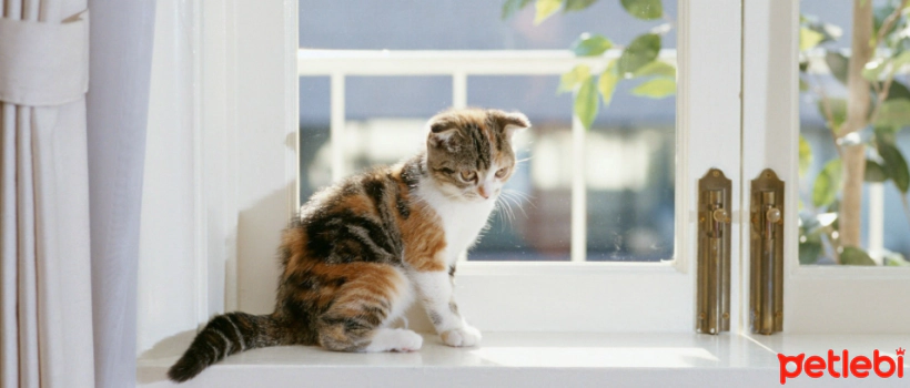 How to Protect Your Cats from Glass and Balcony Dangers?