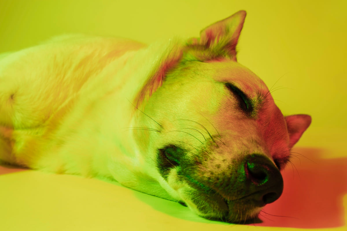 Dog lying on the ground in an environment with colored lights