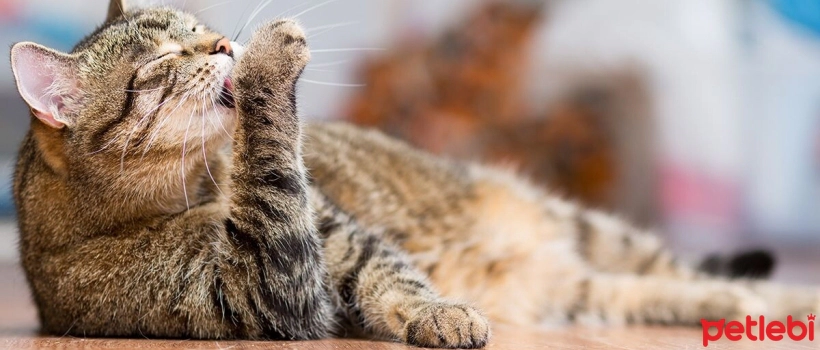 Why Doesn't My Cat Ignore Me?