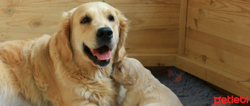 Mammary Cancer in Dogs