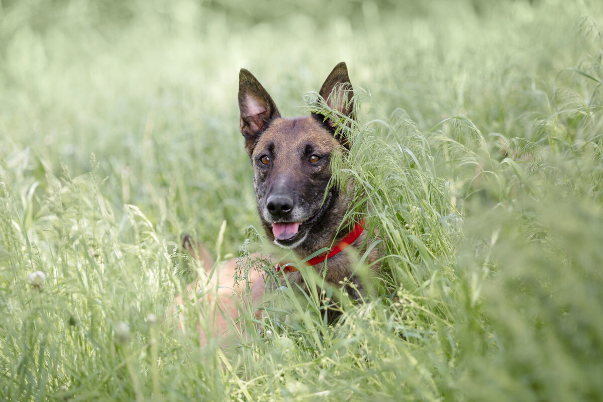 A Malinois with a red collar lying among the tall grass