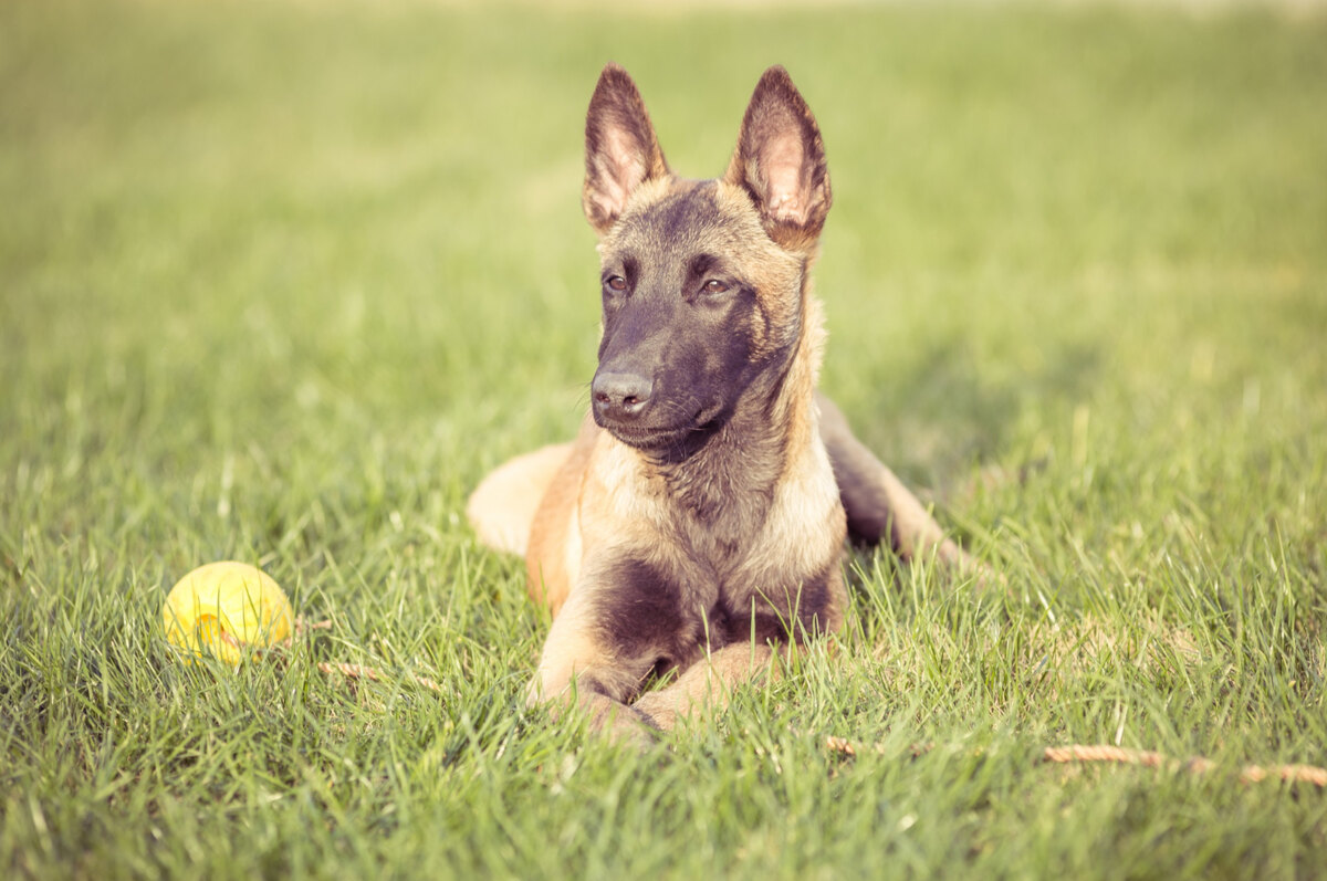A Belgian Shepherd dog lying on the grass with its toy next to it