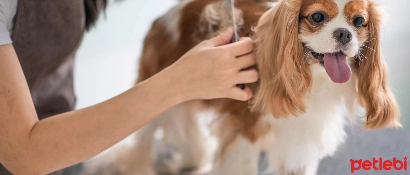 Dog Coat Care