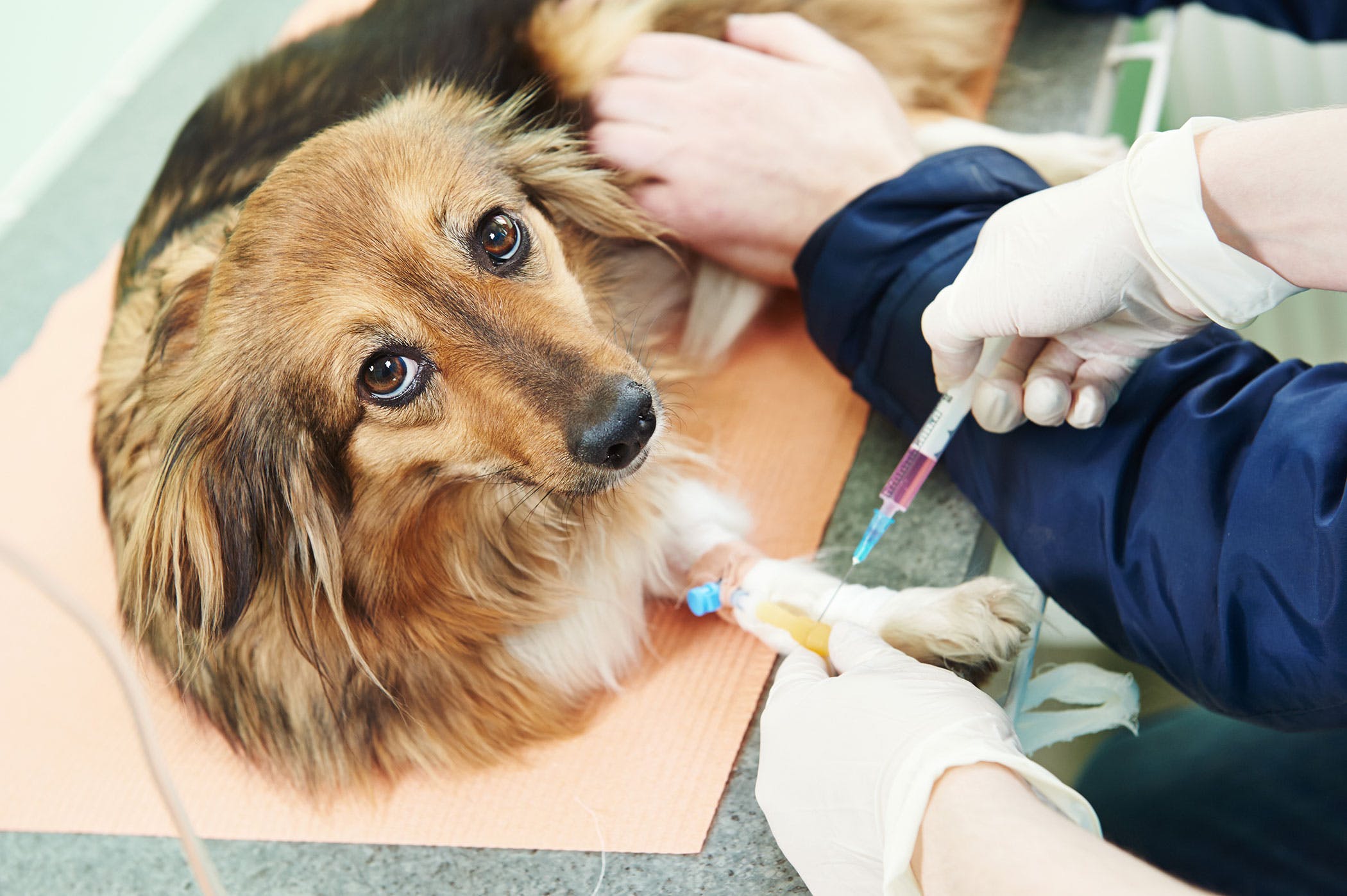 A dog receiving an injection