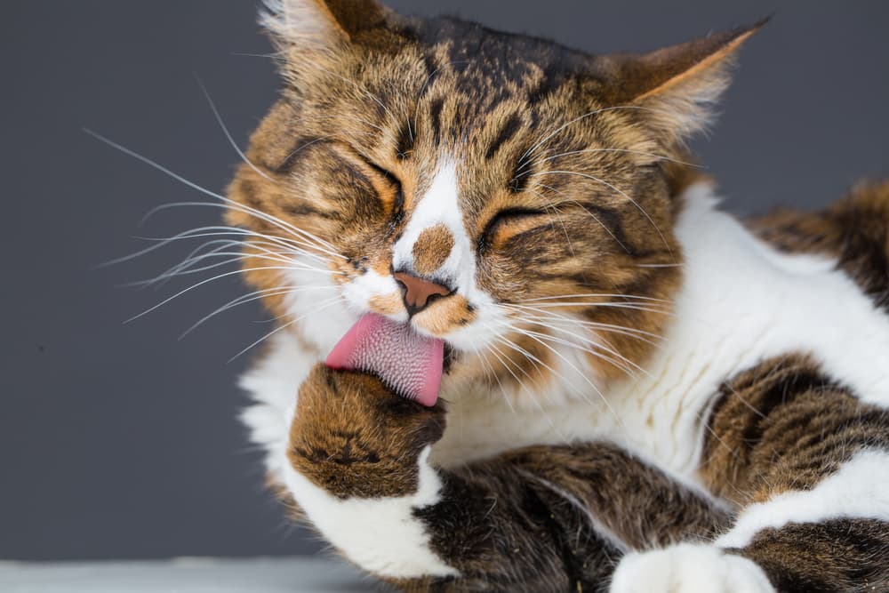cat cleaning its fur