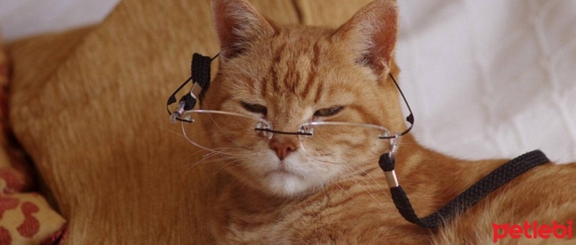 Is My Cat Getting Old? What Are the Signs of Aging in Cats?