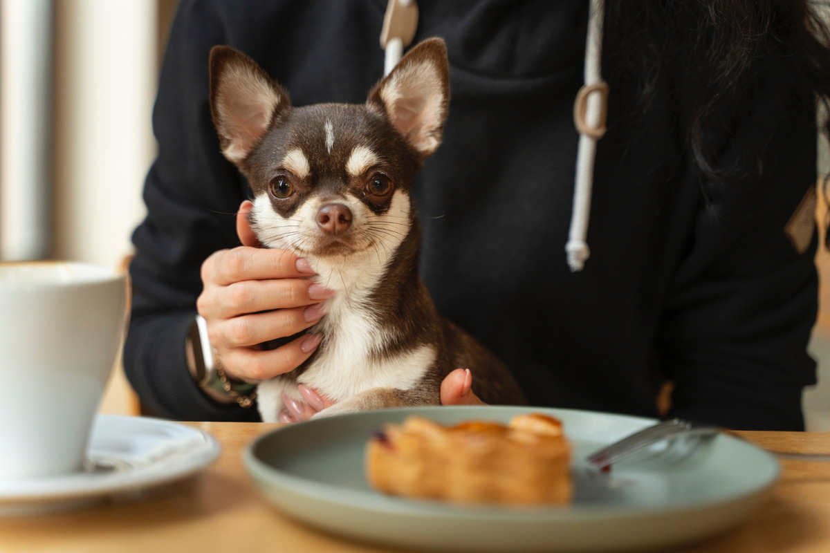 Chihuahua sitting on its owner's lap at the table