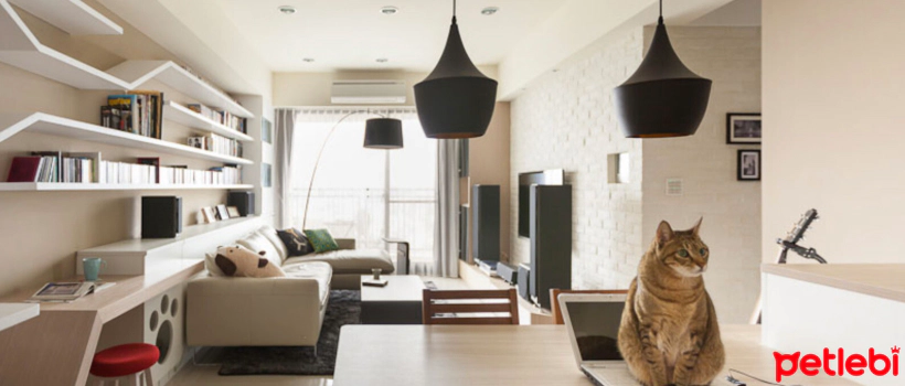 What Should an Ideal Environment for Cats Be Like?