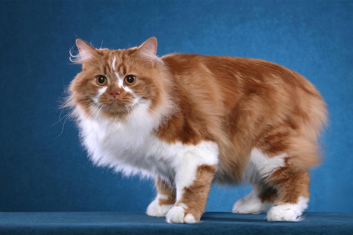 Long-haired, tailless, yellow and white cat standing in front of a blue background