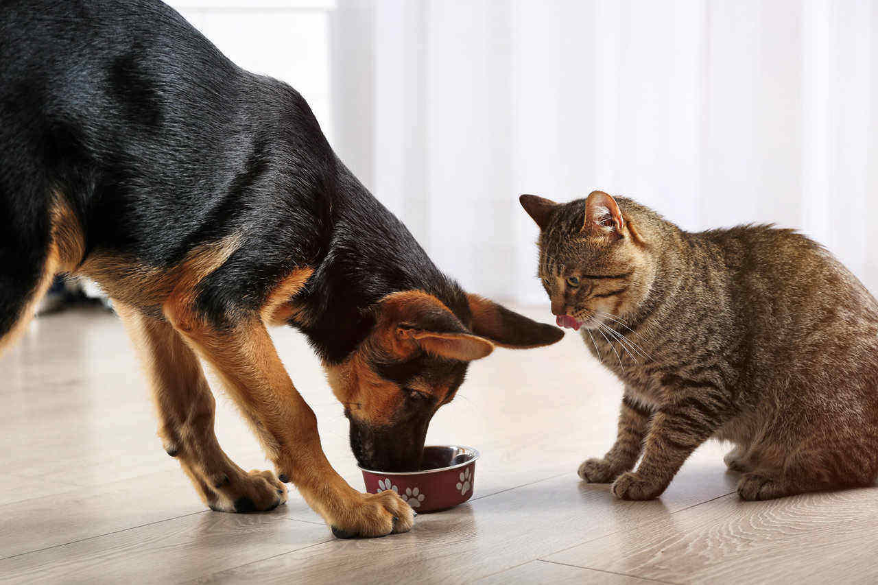 A dog eating a cat's food
