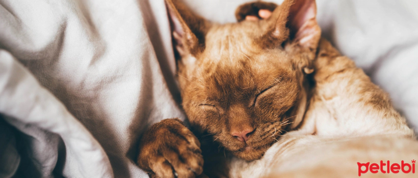 8 The Smallest and Non-Growing Cat Breed and Its Interesting Characteristics