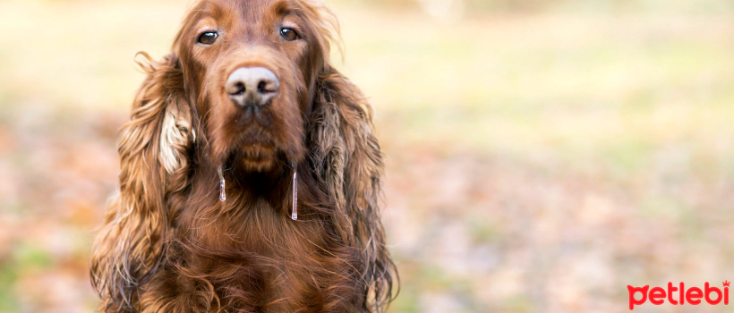 Why Do Dogs Drool?