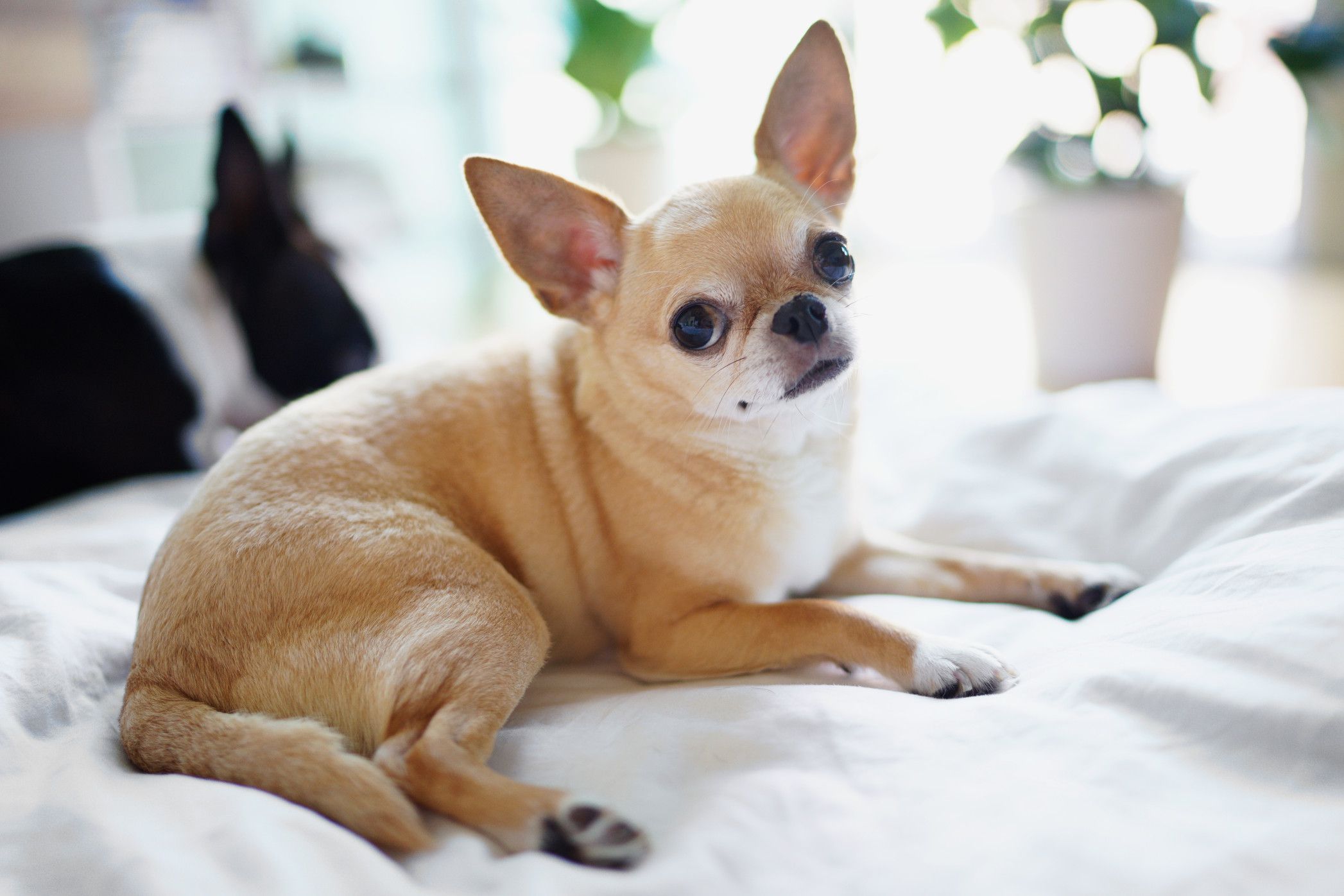 Chihuahua lying down