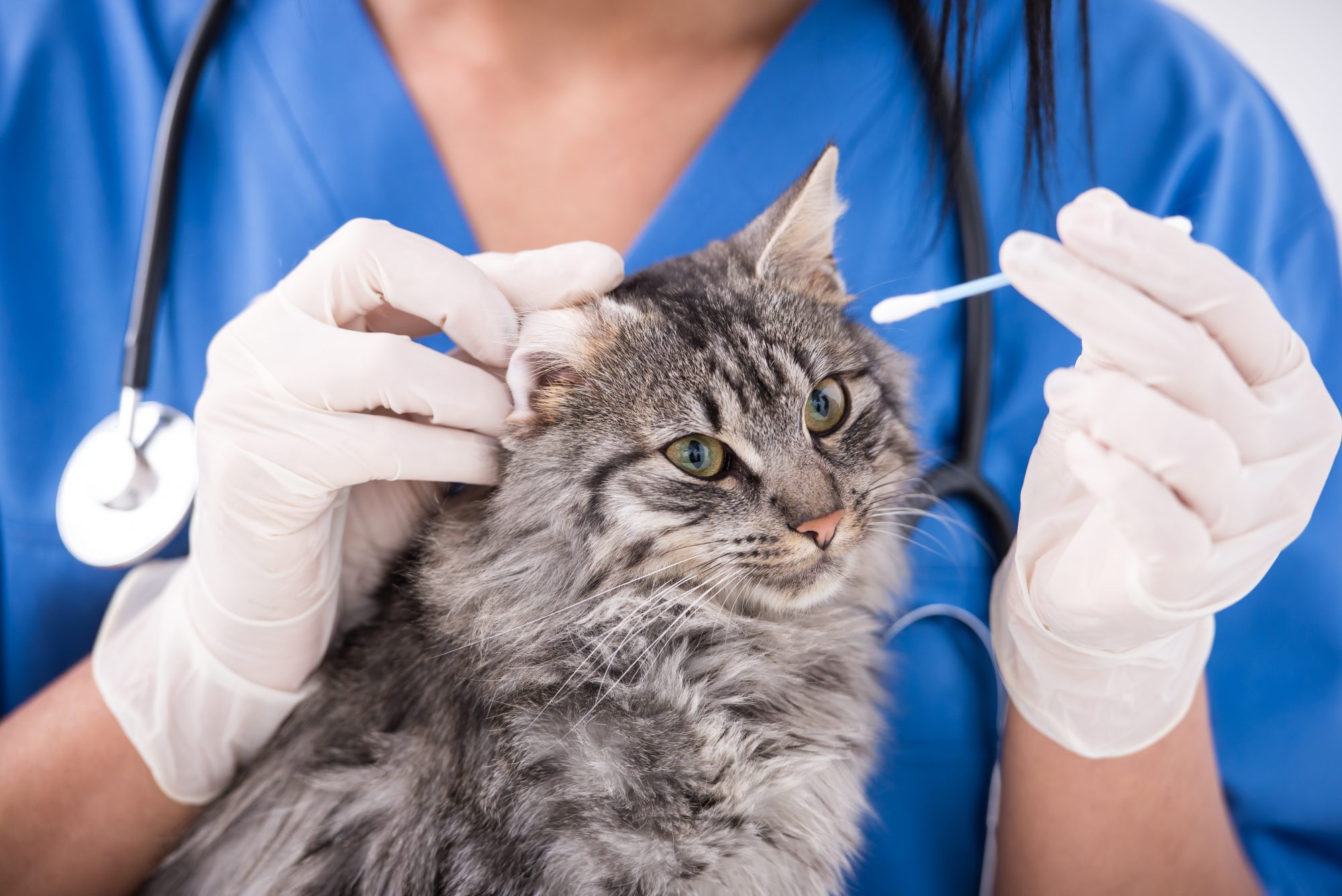 Gray tones under veterinary care