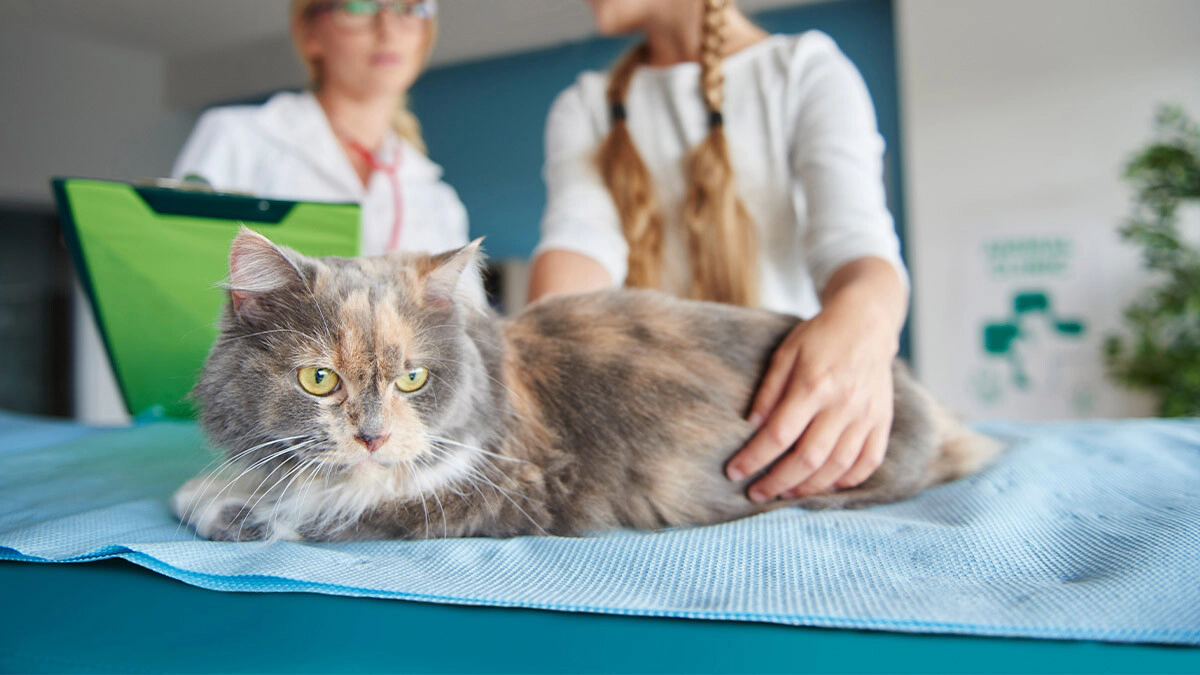 Importance of DL-Methionine in Cats