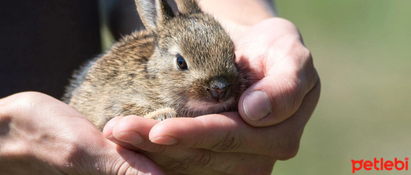 Can Pet Rabbits Bond with Humans?