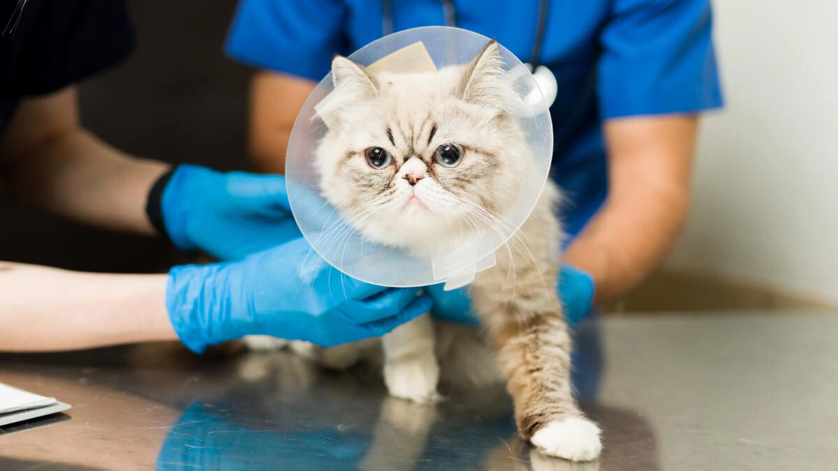 How to Manage Increased Appetite in Neutered Cats?