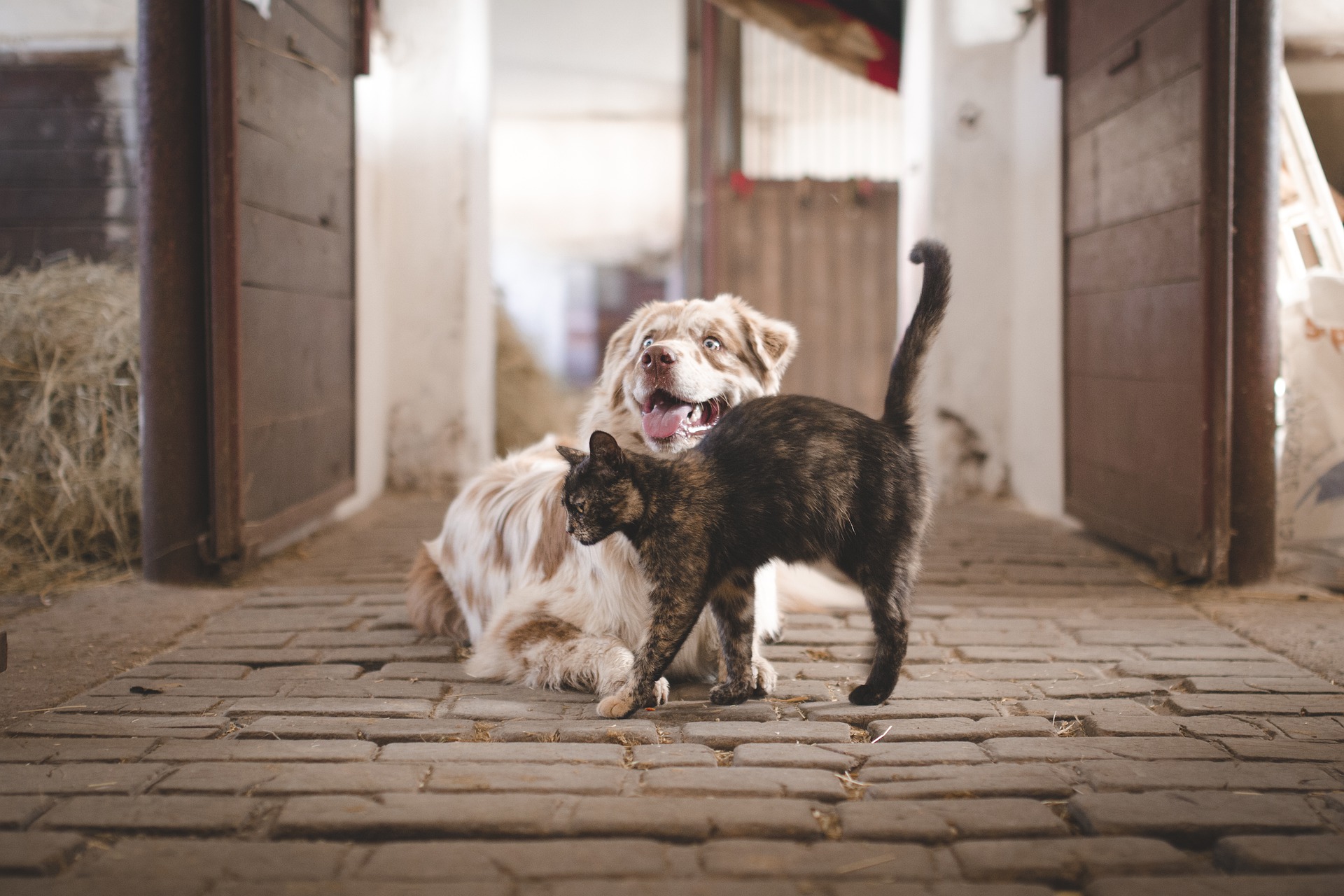 Challenges of cat and dog care