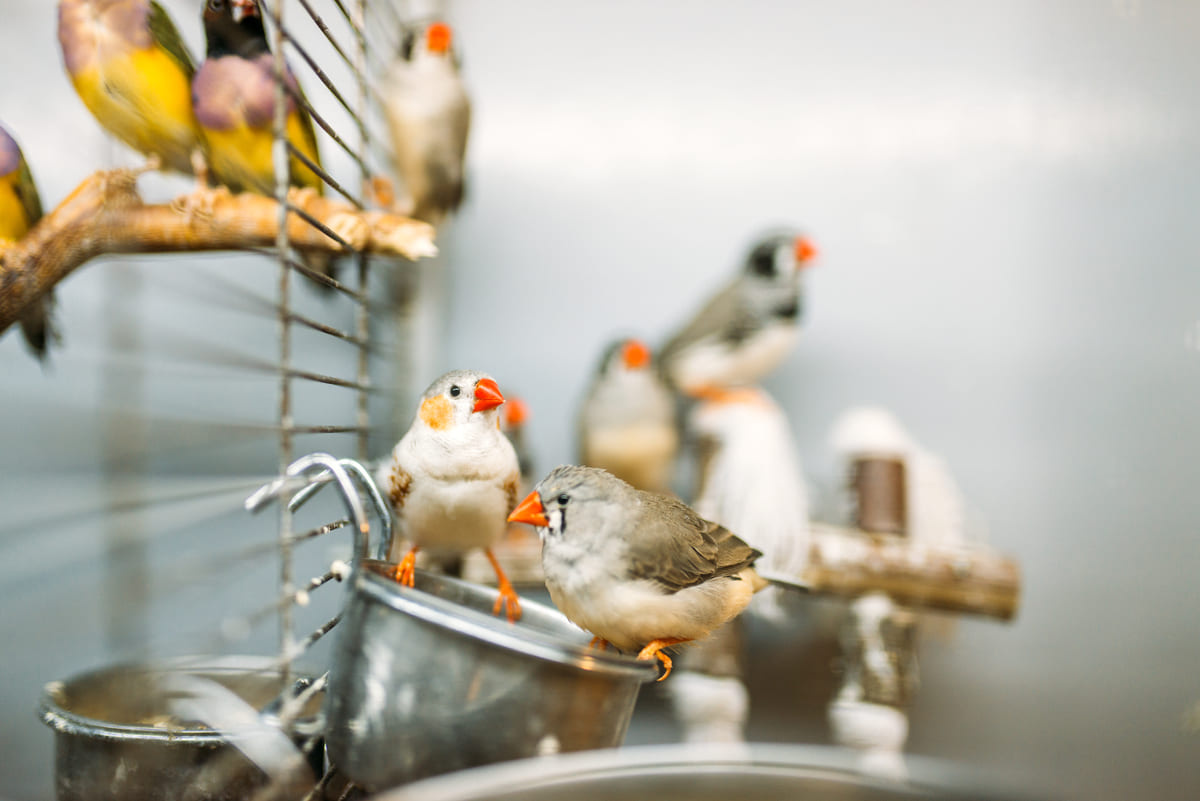 Birds living in a cage