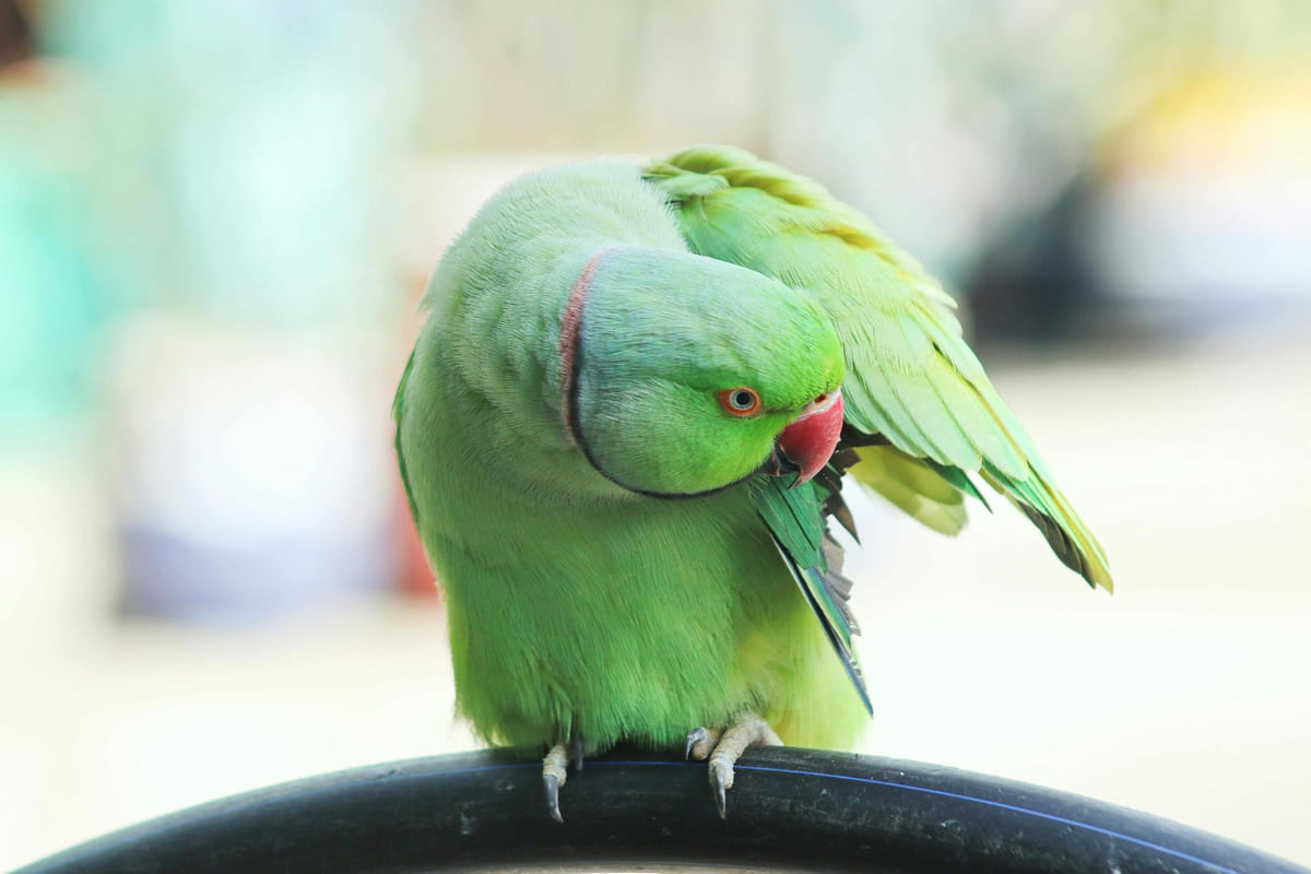 Alexandrine Parrot