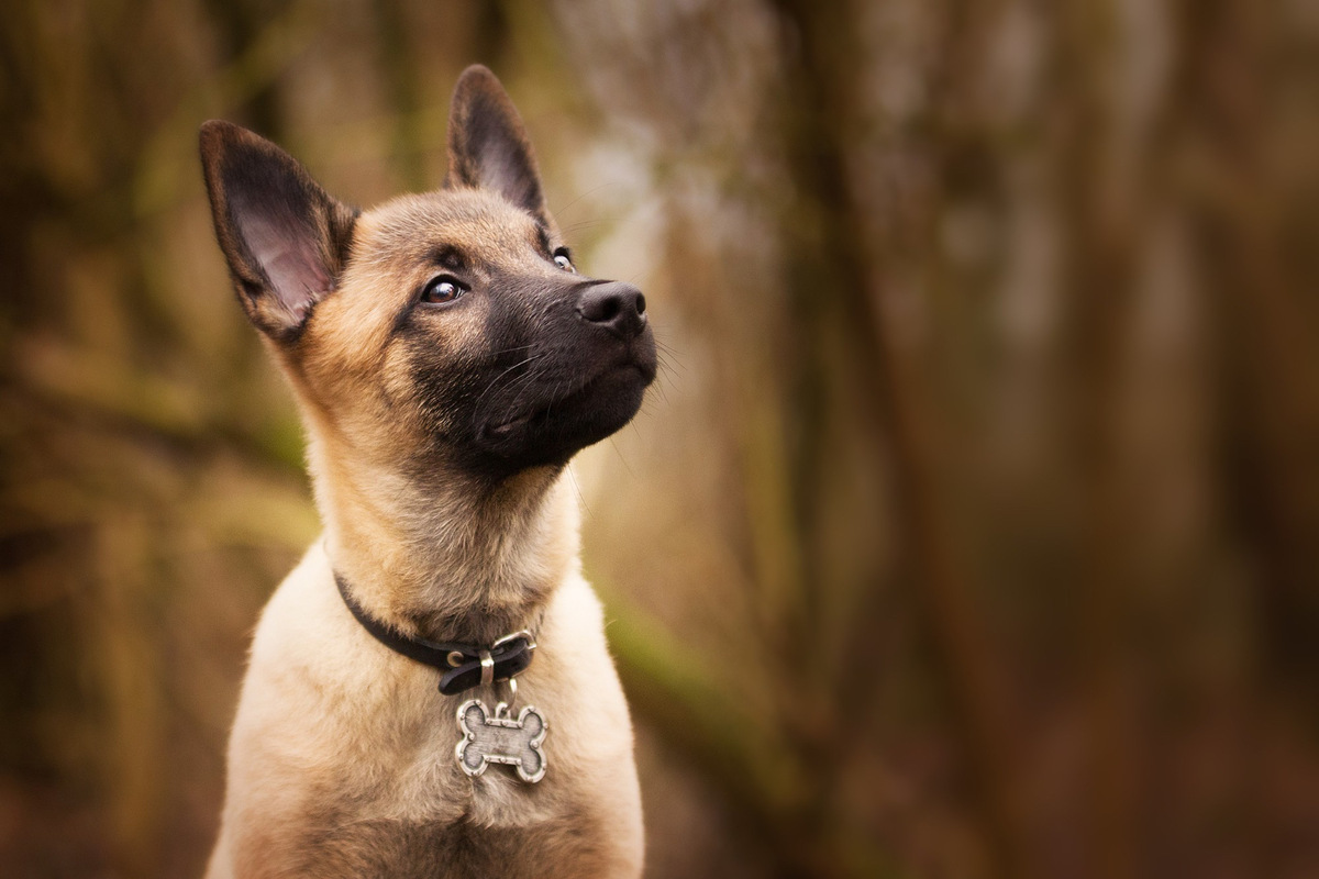 A Belgian Shepherd puppy looking up with its head slightly raised