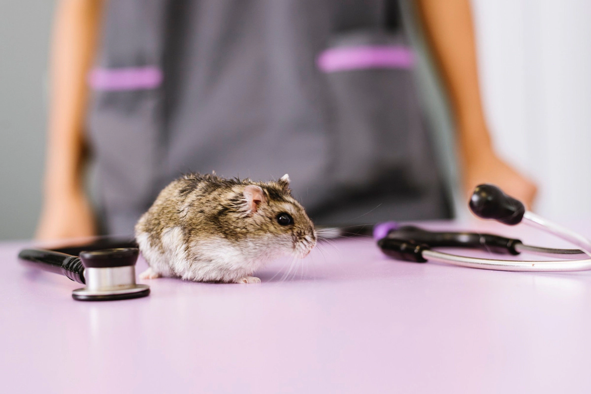Hamster awaiting veterinary examination Hamster