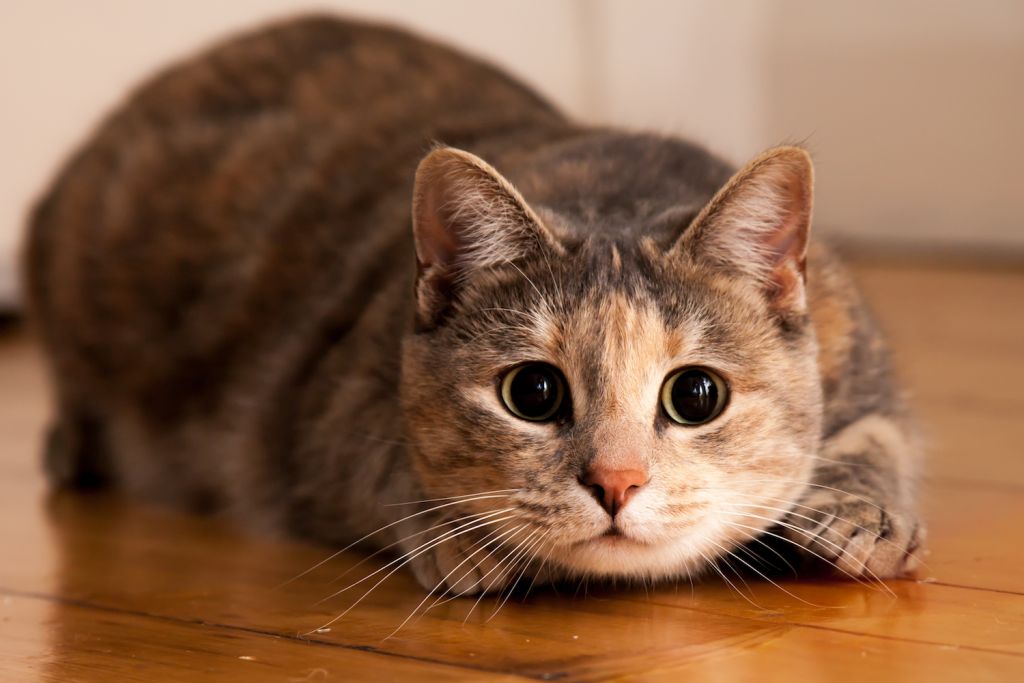 Short-haired cat lying in ambush on the ground