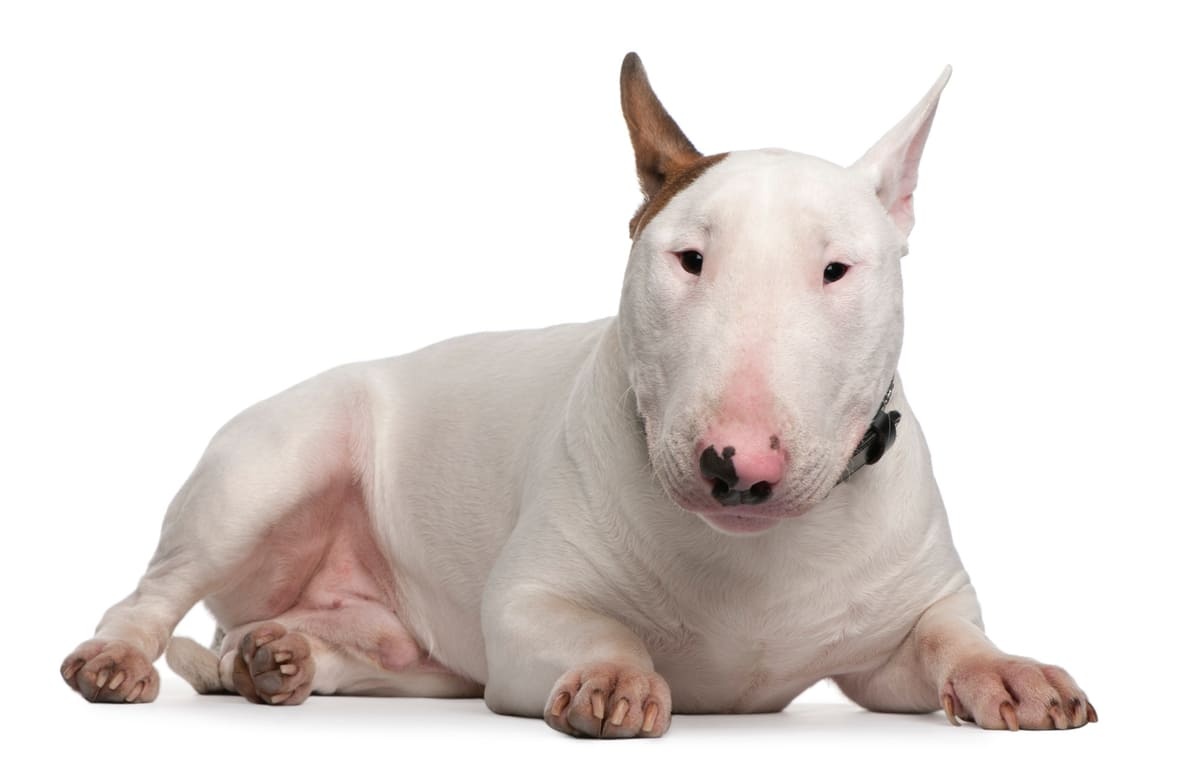 White-furred, erect-eared Bull Terrier