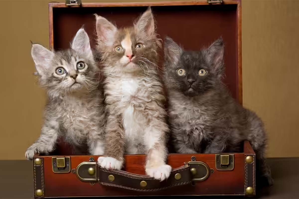 Curly-haired kittens in a crate