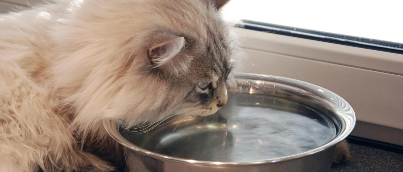 My Cat Drinks a Lot of Water, How Much Water Should Cats Consume?