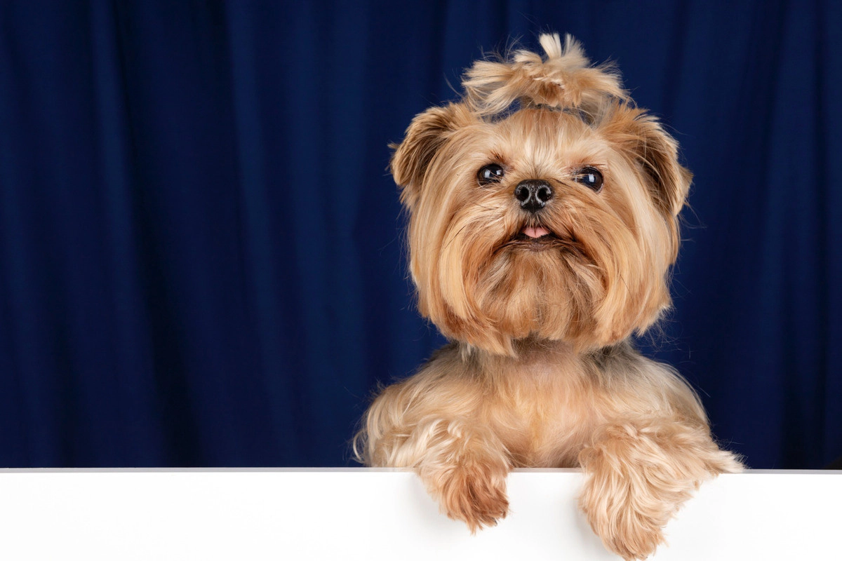 Yorkshire Terrier with its head fur tied up with a hair clip
