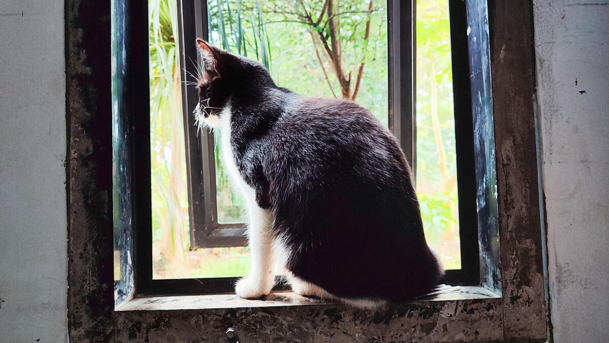 A black and white cat looking out the window