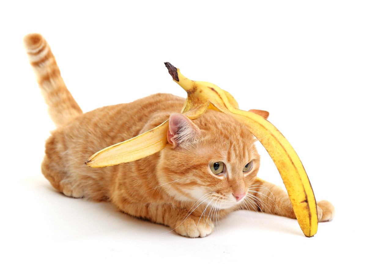 Cat standing with an empty banana peel on its head