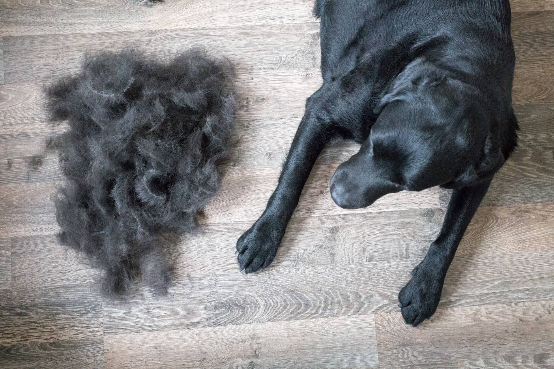 Black dog lying next to shed hair after brushing