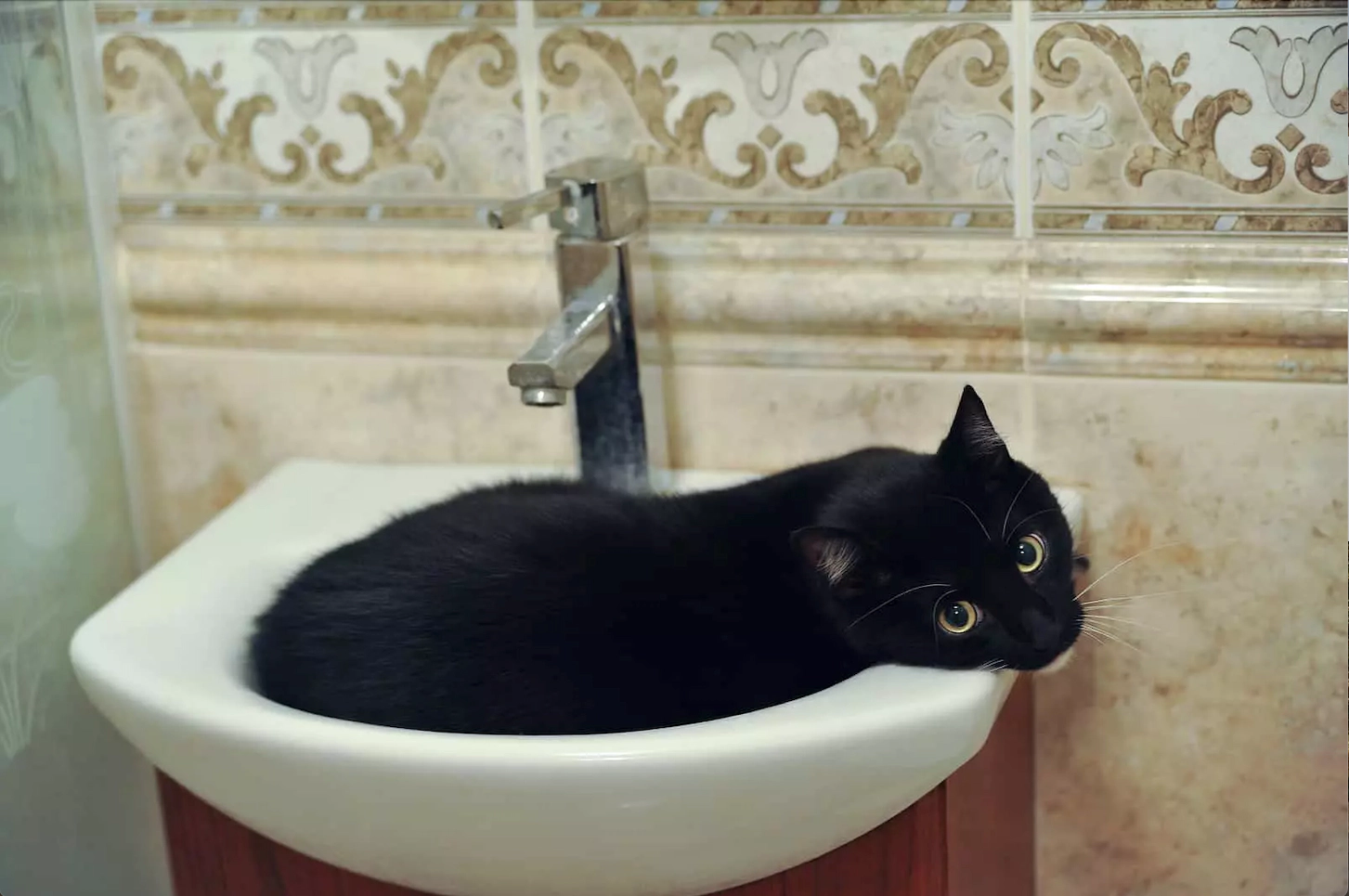 Black cat lying in the sink