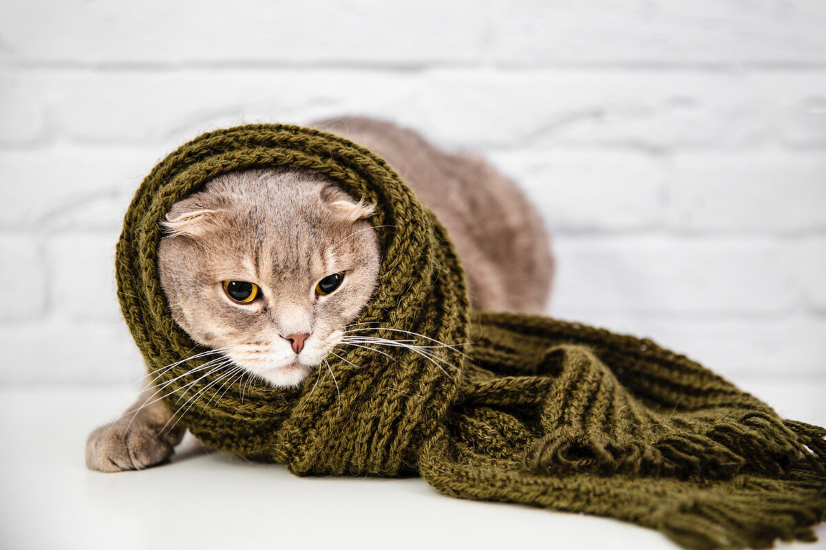 Wrapped in a blanket Cat