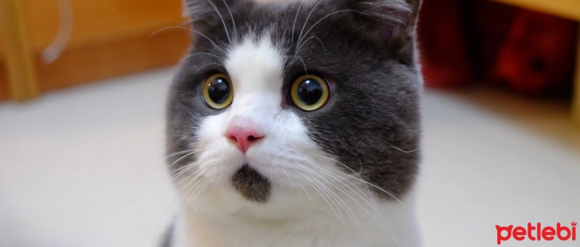 Things to Know About Jaw Fractures in Cats