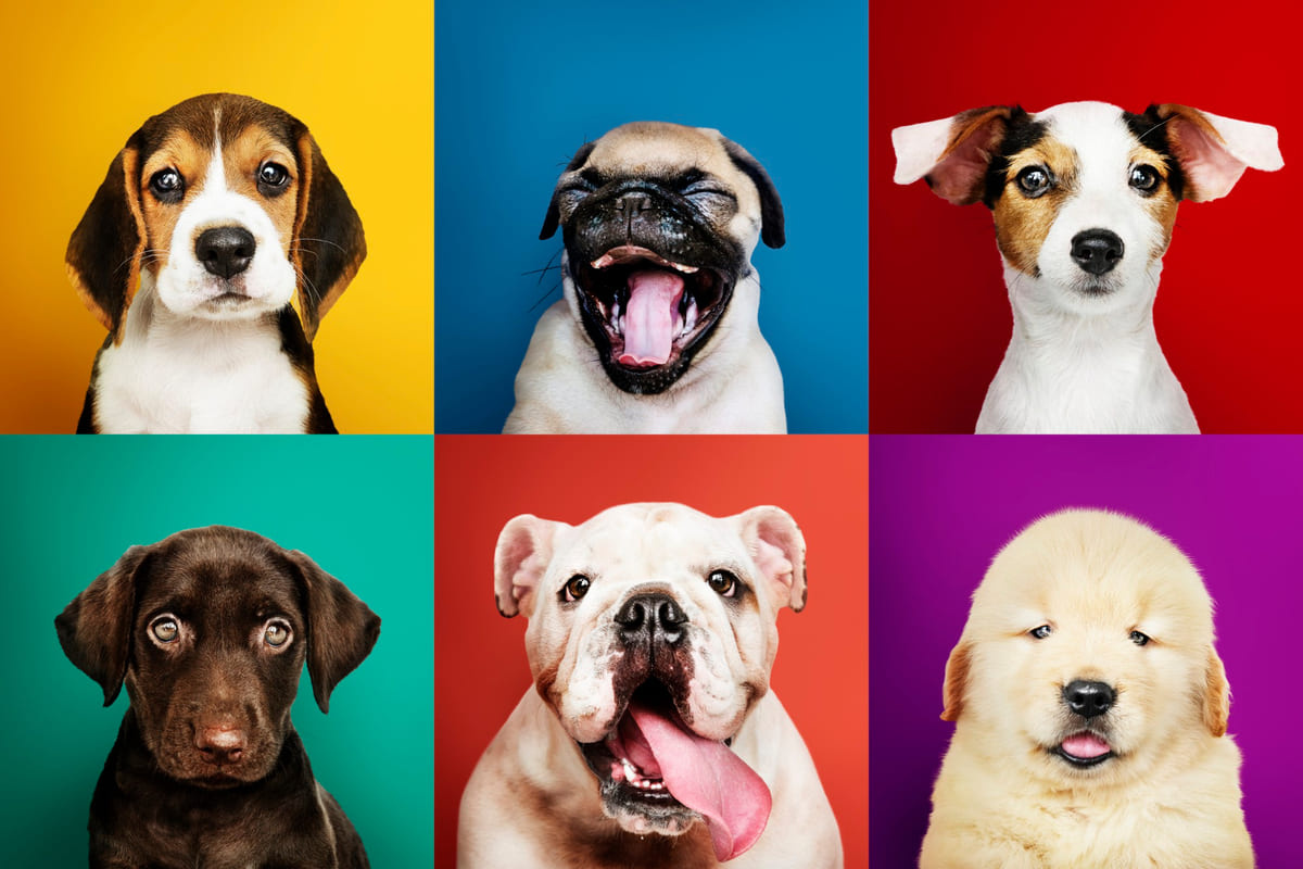 Puppies of different breeds in front of colorful backgrounds