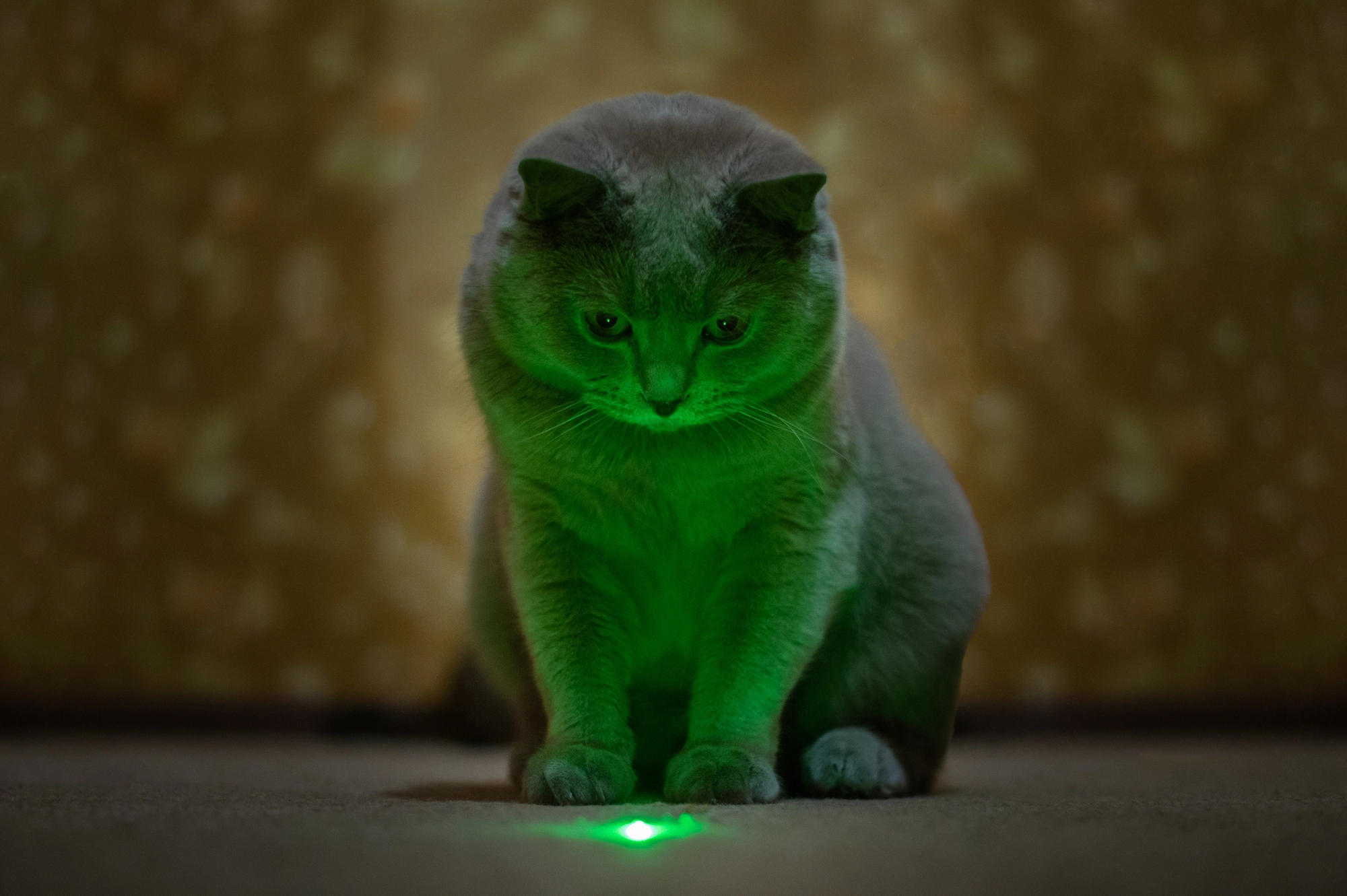 Cat looking at a laser light