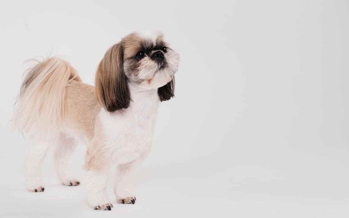 Standing Shih Tzu