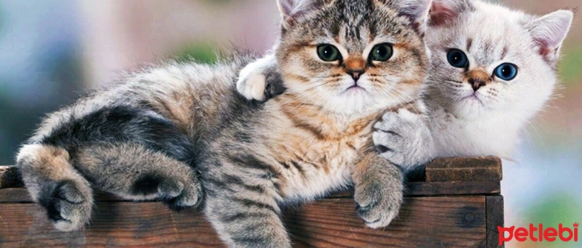 10 Unique Cat Breeds in the World