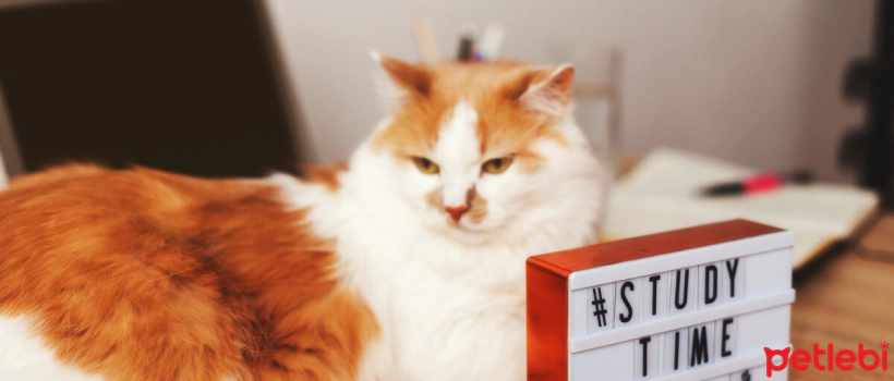 How to Teach Cats Their Names?