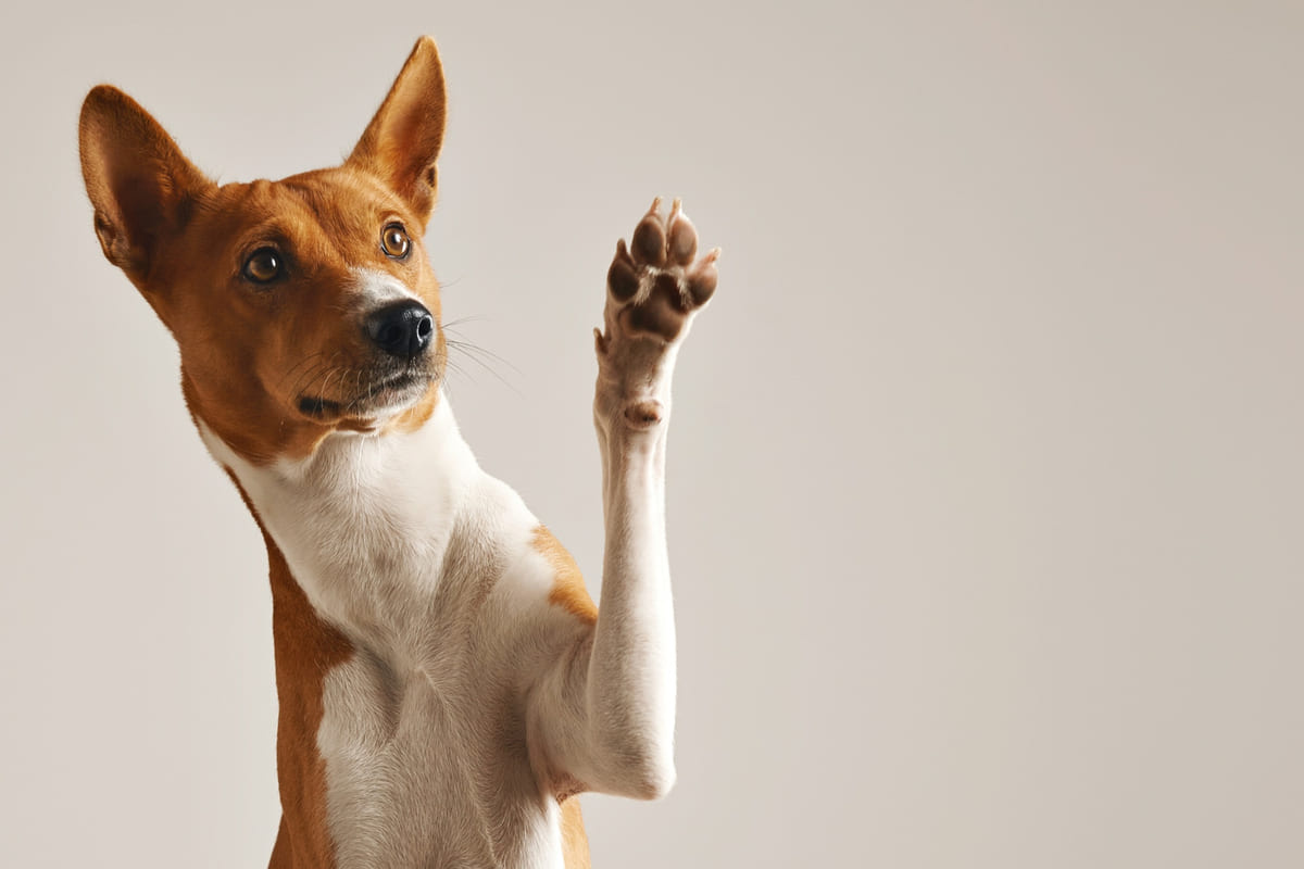 Basenji dog raising its paw in the air