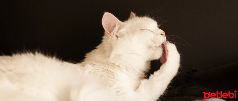 What is Cat Malt and What is it Used For?