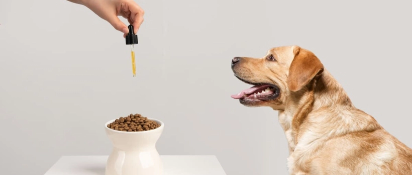 Prebiotics and Probiotics in Dog Nutrition