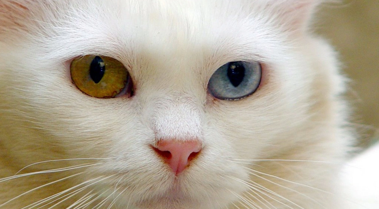 Close-up of a Van cat's face