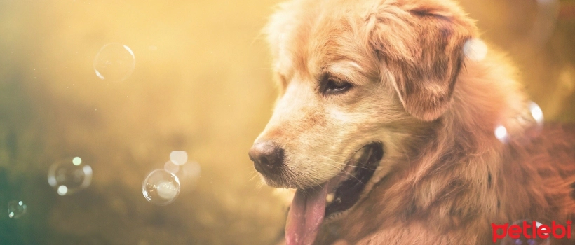 Can Dogs See Colors?