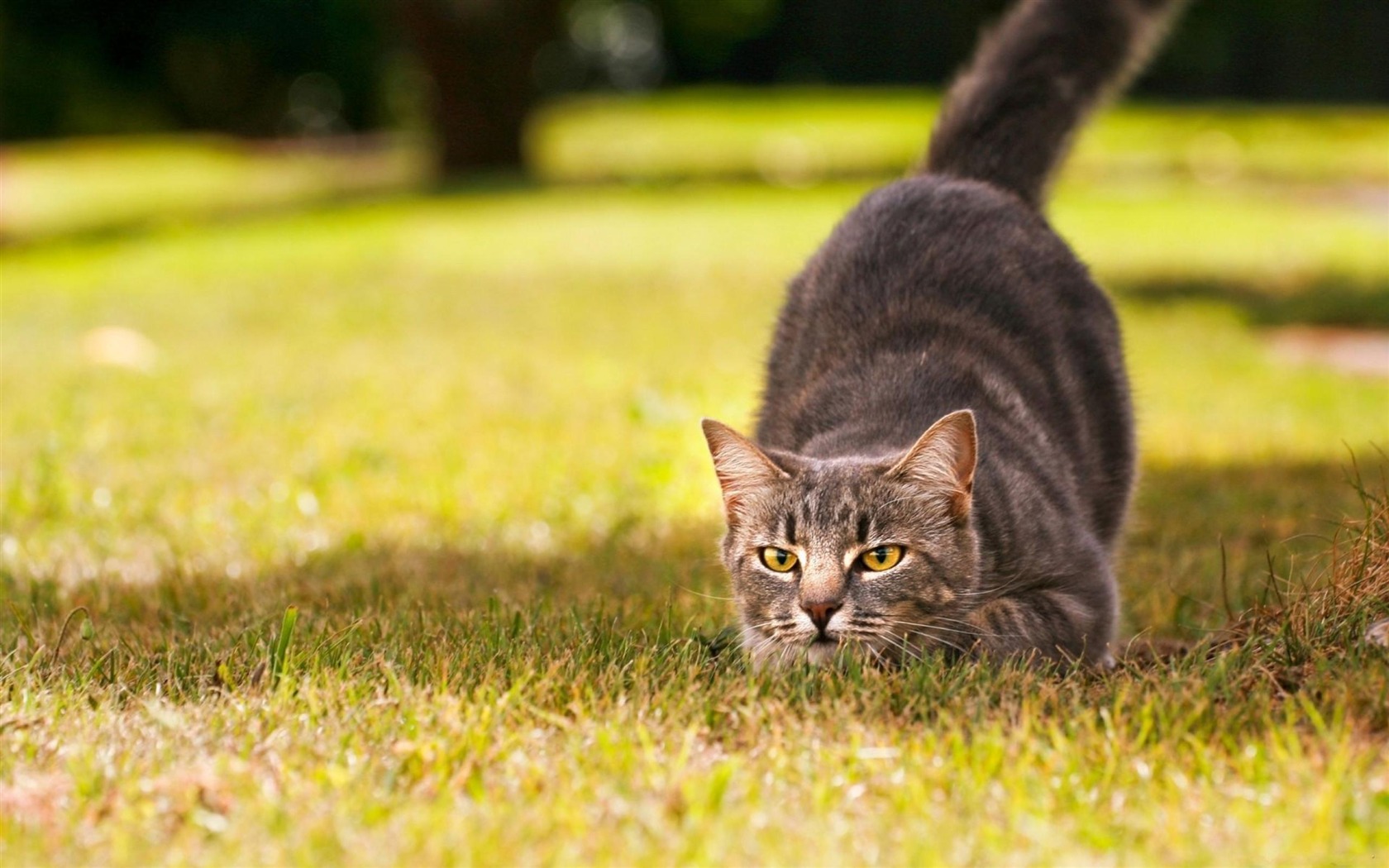 A cat approaching its prey