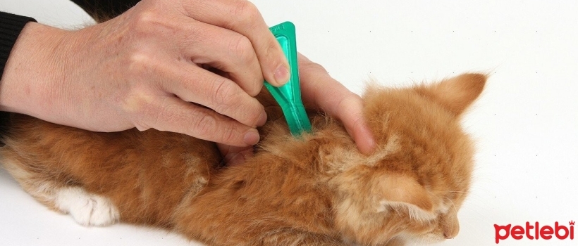 How to Use Cat Flea Drops?